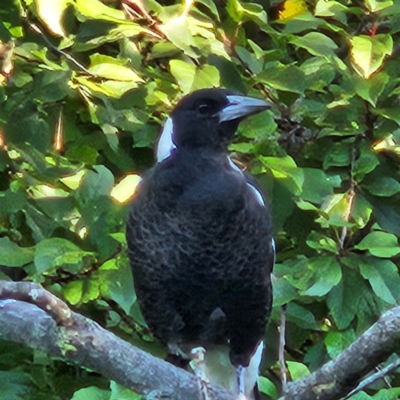 Gymnorhina tibicen (Australian Magpie) at QPRC LGA - 19 Mar 2024 by MatthewFrawley