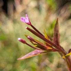 Epilobium ciliatum (A Willow Herb) at Geehi, NSW - 19 Mar 2024 by HelenCross