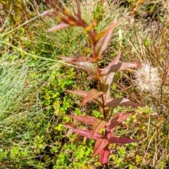 Epilobium ciliatum at Kosciuszko National Park - 19 Mar 2024