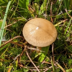 Unidentified Cap on a stem; gills below cap [mushrooms or mushroom-like] at Geehi, NSW - 19 Mar 2024 by HelenCross
