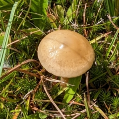 Unverified Cap on a stem; gills below cap [mushrooms or mushroom-like] at Kosciuszko National Park - 19 Mar 2024 by HelenCross