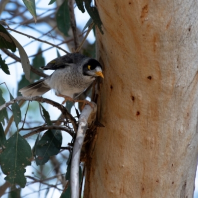 Manorina melanocephala (Noisy Miner) at Higgins, ACT - 18 Mar 2024 by Untidy