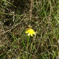 Trapezites luteus (Yellow Ochre, Rare White-spot Skipper) at Isaacs Ridge Offset Area - 19 Mar 2024 by Mike