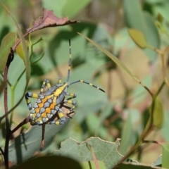 Amorbus alternatus (Eucalyptus Tip Bug) at Isaacs, ACT - 18 Mar 2024 by Mike