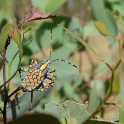 Amorbus alternatus (Eucalyptus Tip Bug) at Isaacs Ridge NR (ICR) - 19 Mar 2024 by Mike