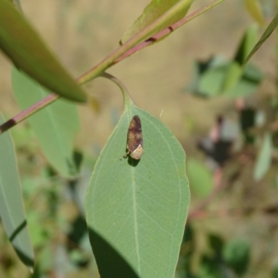 Brunotartessus fulvus (Yellow-headed Leafhopper) at Isaacs, ACT - 18 Mar 2024 by Mike