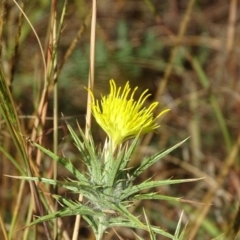 Carthamus lanatus (Saffron Thistle) at Isaacs Ridge and Nearby - 19 Mar 2024 by Mike