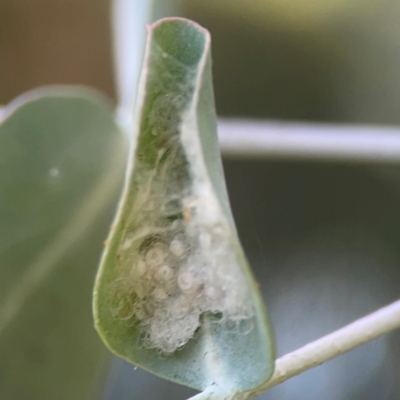 Unidentified Psyllid, lerp, aphid or whitefly (Hemiptera, several families) at O'Connor, ACT - 19 Mar 2024 by Hejor1