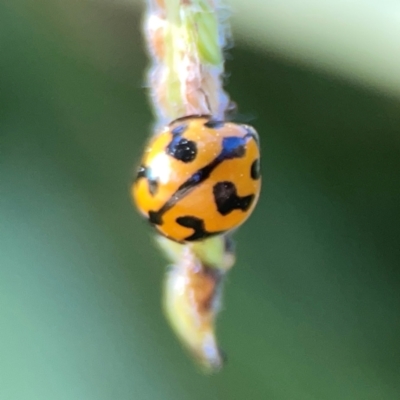 Coccinella transversalis (Transverse Ladybird) at Sullivans Creek, O'Connor - 19 Mar 2024 by Hejor1