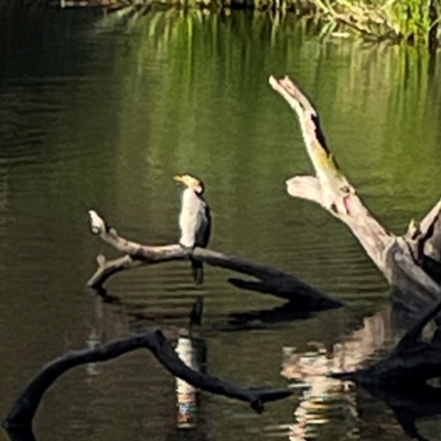 Microcarbo melanoleucos (Little Pied Cormorant) at Sullivans Creek, O'Connor - 19 Mar 2024 by Hejor1