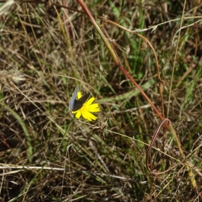 Zizina otis (Common Grass-Blue) at Isaacs Ridge - 18 Mar 2024 by Mike