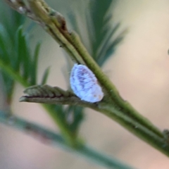 Monophlebidae sp. (family) at O'Connor, ACT - 19 Mar 2024