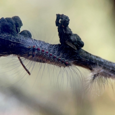 Anestia (genus) (A tiger moth) at Sullivans Creek, O'Connor - 19 Mar 2024 by Hejor1