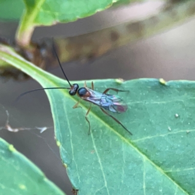 Ichneumonidae (family) (Unidentified ichneumon wasp) at Sullivans Creek, O'Connor - 19 Mar 2024 by Hejor1