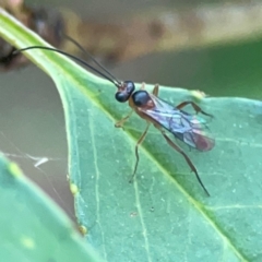 Ichneumonidae (family) at Sullivans Creek, O'Connor - 19 Mar 2024