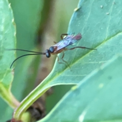 Ichneumonidae (family) at Sullivans Creek, O'Connor - 19 Mar 2024