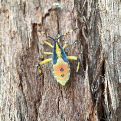 Amorbus sp. (genus) (Eucalyptus Tip bug) at Sullivans Creek, O'Connor - 19 Mar 2024 by Hejor1