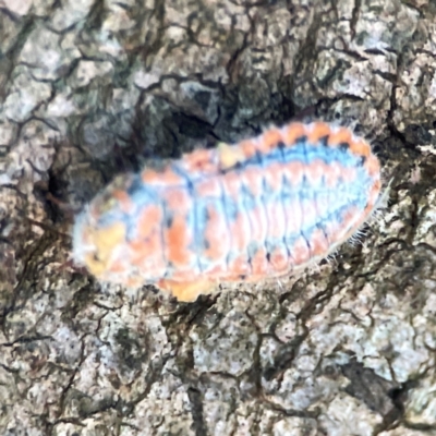 Monophlebulus sp. (genus) (Giant Snowball Mealybug) at Sullivans Creek, O'Connor - 19 Mar 2024 by Hejor1