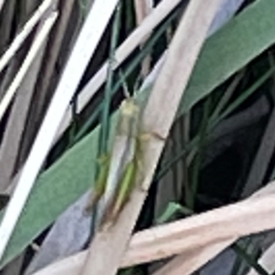 Bermius brachycerus (A grasshopper) at Sullivans Creek, O'Connor - 19 Mar 2024 by Hejor1