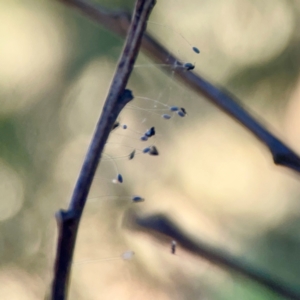 Neuroptera (order) at Sullivans Creek, O'Connor - 19 Mar 2024