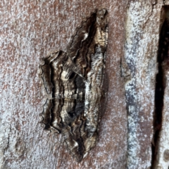 Scioglyptis lyciaria (White-patch Bark Moth) at Sullivans Creek, O'Connor - 19 Mar 2024 by Hejor1