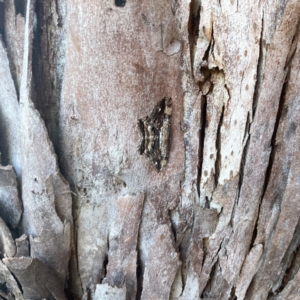 Scioglyptis lyciaria at Sullivans Creek, O'Connor - 19 Mar 2024