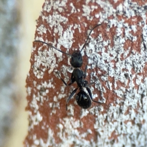 Camponotus sp. (genus) at Sullivans Creek, O'Connor - 19 Mar 2024 05:09 PM