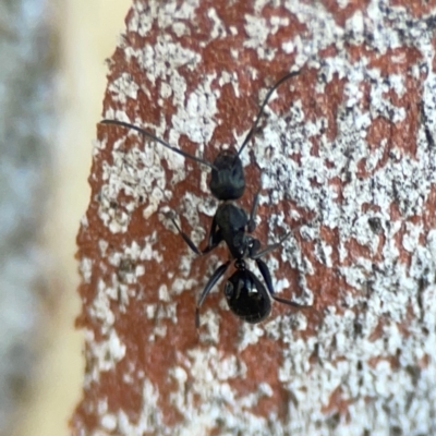 Camponotus sp. (genus) (A sugar ant) at Sullivans Creek, O'Connor - 19 Mar 2024 by Hejor1