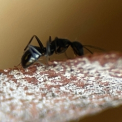 Camponotus sp. (genus) at Sullivans Creek, O'Connor - 19 Mar 2024 05:09 PM