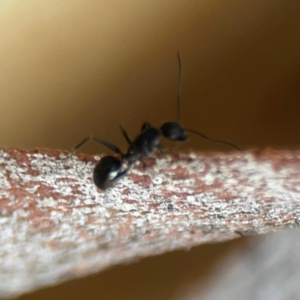 Camponotus sp. (genus) at Sullivans Creek, O'Connor - 19 Mar 2024 05:09 PM