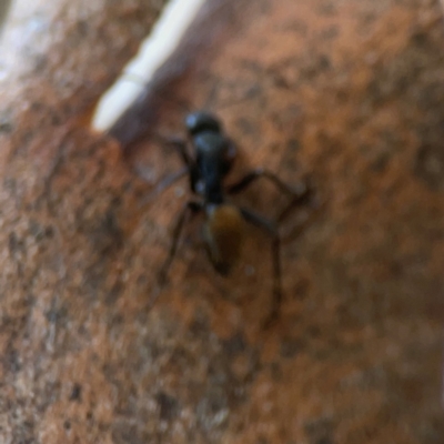 Camponotus aeneopilosus (A Golden-tailed sugar ant) at Sullivans Creek, O'Connor - 19 Mar 2024 by Hejor1