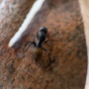 Camponotus aeneopilosus at Sullivans Creek, O'Connor - 19 Mar 2024