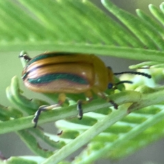 Calomela juncta (Leaf beetle) at Sullivans Creek, O'Connor - 19 Mar 2024 by Hejor1