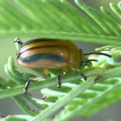 Calomela juncta (Leaf beetle) at Sullivans Creek, O'Connor - 19 Mar 2024 by Hejor1