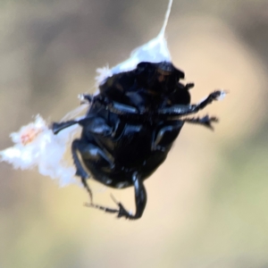 Scarabaeidae (family) at Sullivans Creek, O'Connor - 19 Mar 2024