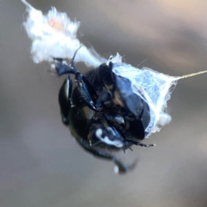 Scarabaeidae (family) at Sullivans Creek, O'Connor - 19 Mar 2024