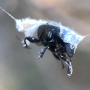 Scarabaeidae (family) at Sullivans Creek, O'Connor - 19 Mar 2024