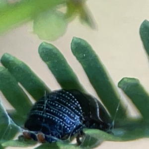 Ellipsidion australe at Sullivans Creek, O'Connor - 19 Mar 2024