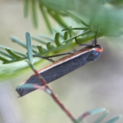 Palaeosia bicosta (Two-ribbed Footman) at Sullivans Creek, O'Connor - 19 Mar 2024 by Hejor1