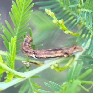 Ectropis (genus) immature at Sullivans Creek, O'Connor - 19 Mar 2024