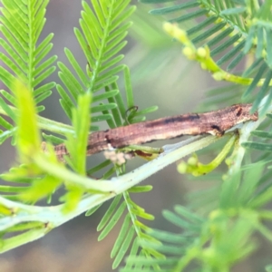 Ectropis (genus) immature at Sullivans Creek, O'Connor - 19 Mar 2024