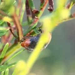 Cryptolaemus montrouzieri (Mealybug ladybird) at Sullivans Creek, O'Connor - 19 Mar 2024 by Hejor1