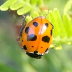 Hippodamia variegata at Sullivans Creek, O'Connor - 19 Mar 2024