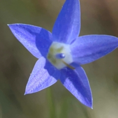 Wahlenbergia sp. (Bluebell) at Sullivans Creek, O'Connor - 19 Mar 2024 by Hejor1