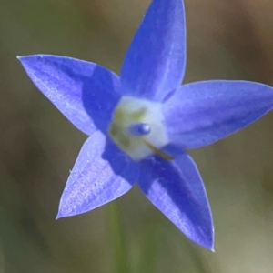 Wahlenbergia sp. at Sullivans Creek, O'Connor - 19 Mar 2024