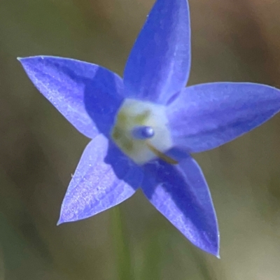 Wahlenbergia sp. (Bluebell) at Sullivans Creek, O'Connor - 19 Mar 2024 by Hejor1