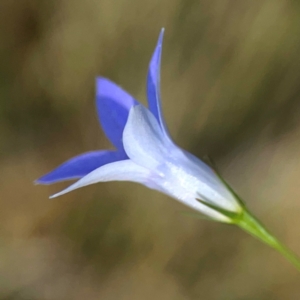 Wahlenbergia sp. at Sullivans Creek, O'Connor - 19 Mar 2024