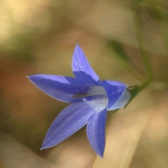 Wahlenbergia sp. at Sullivans Creek, O'Connor - 19 Mar 2024