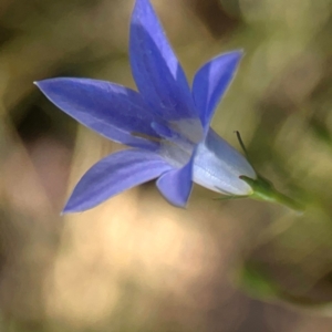 Wahlenbergia sp. at Sullivans Creek, O'Connor - 19 Mar 2024