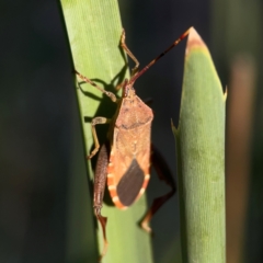 Amorbus (genus) (Eucalyptus Tip bug) at Sullivans Creek, O'Connor - 19 Mar 2024 by Hejor1